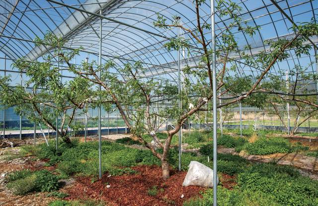 복숭아 출하 기간을 늘리려 진치우홍(설아 복숭아) 품종을 도입하고 있다.