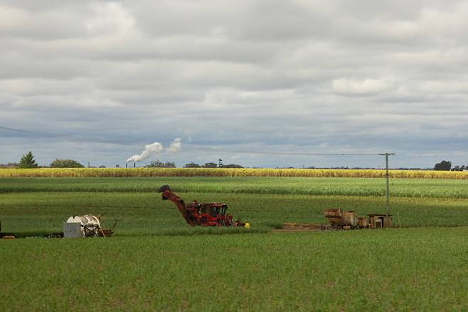 끝없이 펼쳐지는 사탕수수밭, Canon EOS R6 Mark II Ⓟ최환(@nunnzisee)