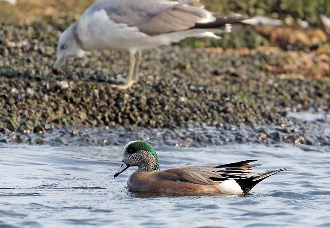아메리카홍머리오리 [촬영 유형재]