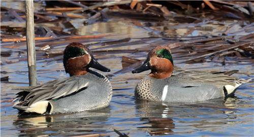 쇠오리(왼쪽)와 아메리카쇠오리 [촬영 유형재]