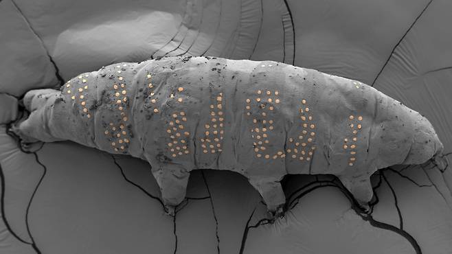 네이처 선정 2025년 최고의 과학사진./Adapted from Z. Yang et al. Nano Lett. 15, 6168–6175 (2025)