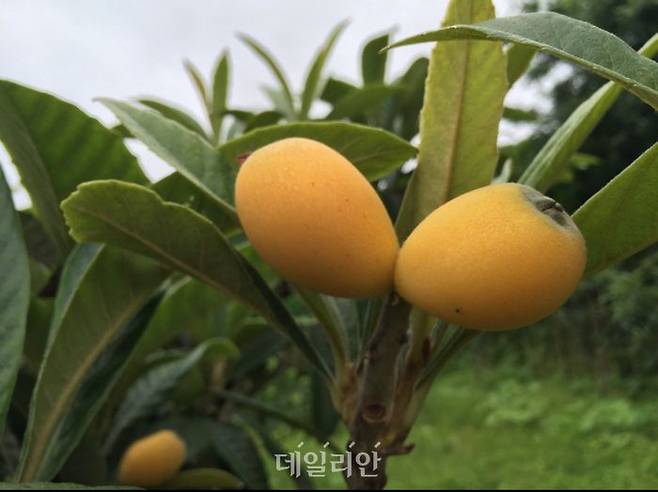 비파. ⓒ농촌진흥청