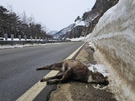 2024년 2월 설악산 국립공원 도로가에서 발견된 천연기념물 산양. 정은혜 기자