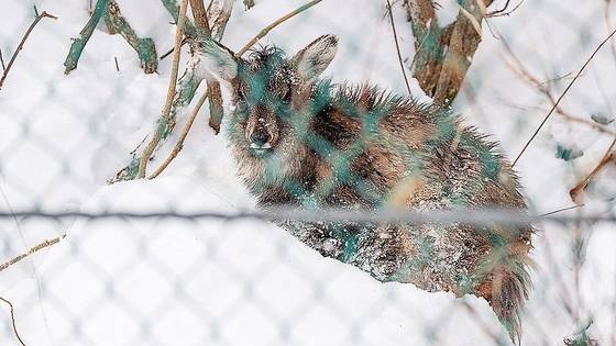 2024년 3월 3일 강원도 설악산 지역 도로가에서 발견된 산양. 먹이를 구하기 위해 산을 내려왔지만 아프리카돼지열병(ASF) 펜스 앞에서 멈춰섰다. 사진 국립공원을지키는시민의모임