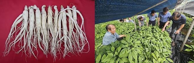 '금선' 인삼과 현장접목실증. 충남도농업기술원 제공