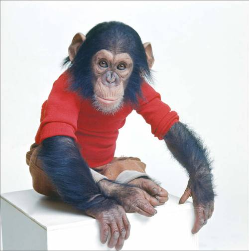 침팬지 님 침스키. 1970년대 언어학자 노엄 촘스키의 언어 생득론을 반박하기 위한 유인원 언어 학습 프로젝트의 주인공이다.