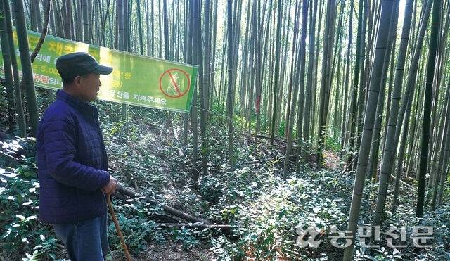 전남 담양군 담양읍 삼다리 대나무밭에서 남상환 대단한담양대밭 이사가 쓰러진 대나무를 살펴보고 있다. 대나무는 주기적으로 간벌을 해야 하는데 고령화로 인력이 부족해 바닥부분이 썩은채로 방치됐다.