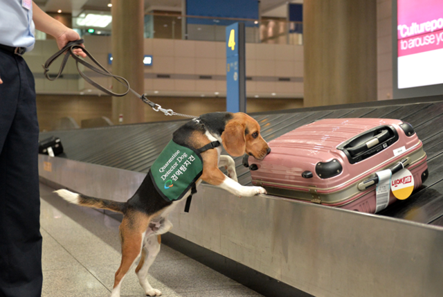 수하물에 대한 검역 활동을 하는 검역탐지견. 농림축산검역본부 제공
