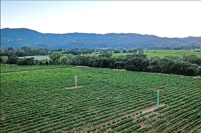 러더포드 포도밭 전경.&nbsp; 나파밸리와인협회.