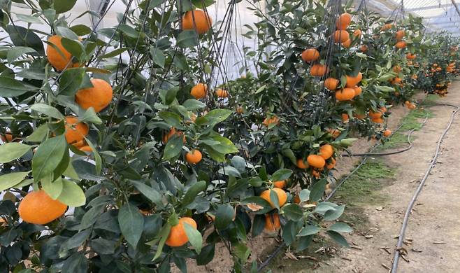 충청도에서도 감귤 생산...청주산 레드향 1t 본격 출하