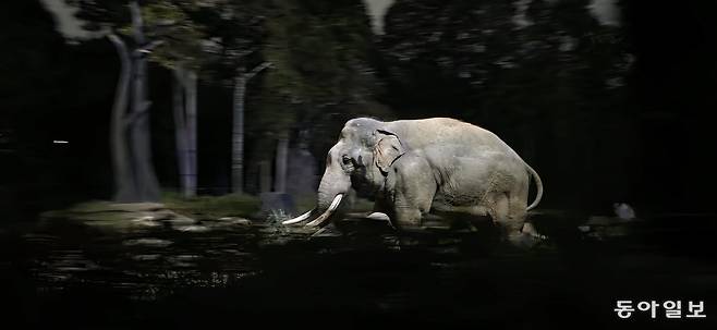 만다이 나이트 사파리.