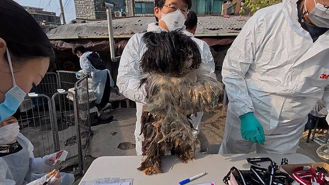 지난달 서울 노원구의 한 가정집에서 누더기꼴을 한 개 160여 마리가 발견됐다. 견주는 보호하려고 하나둘 데려온 유기견이 번식을 거듭하면서 숫자가 늘어났다고 주장했다. 서울시는 수의사단체, 동물단체 및 시민 봉사자 도합 200여 명의 도움으로 문제의 호딩 현장을 수습하는데 성공했다. 이성훈 기자