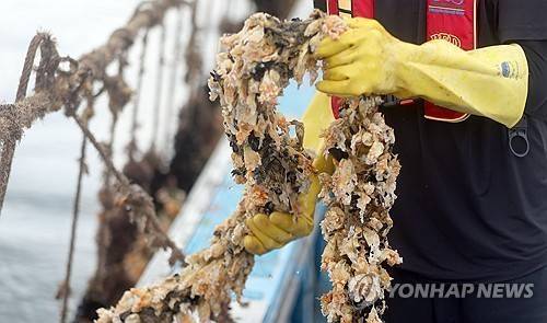 지난해 고수온에 녹아내린 멍게 [연합뉴스 자료사진]