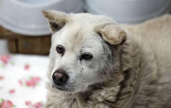 An abandoned dog [KIM SEONG-RYONG]