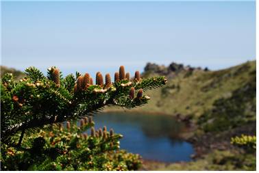 한라산 백록담의 구상나무[국립생태원 제공]
