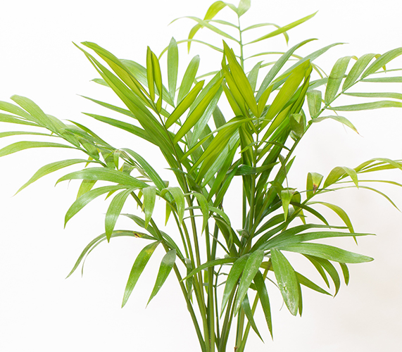 테이블야자 농업기술포털 ‘농사로’ 누리집