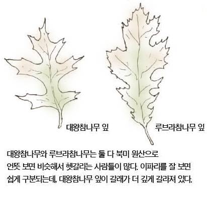 우리 주변 식물들의 비밀 이야기 69 대왕참나무