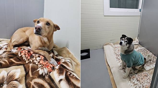 교도소, 구치소 등에서 매년 2만 장의 중고 모포가 버려진다. 전국 50여 개 동물권단체 연합체인 동물유관단체협의회는 법무부 교정본부의 협조를 받아 폐모포들을 전국 200여 곳의 동물보호소에 전달하는 '모포살림 프로젝트' 시범사업을 시작했다고 밝혔다. 사단법인 팅커벨프로젝트 제공