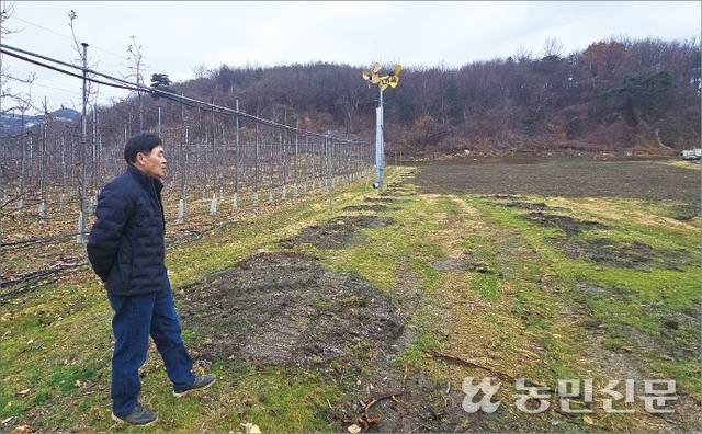 정동수 충북 보은엔비사과농가협의회 회장이 품종 갱신을 위해 ‘엔비’ 사과나무를 뽑아낸 과수원을 착잡한 심정으로 바라보고 있다.