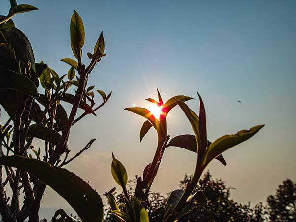 비온 후 차산의 아침.