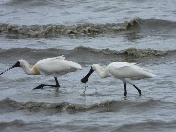 인천 앞바다에서 먹이활동을 하는 저어새 [사진 = 인천녹색연합]