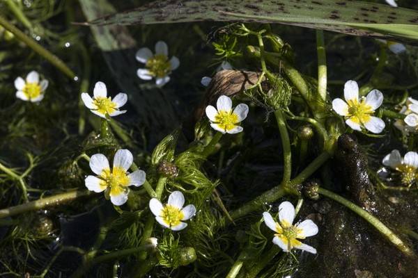 매화마름 [사진 =&nbsp;노형래 글로벌에코투어연구소 소장]