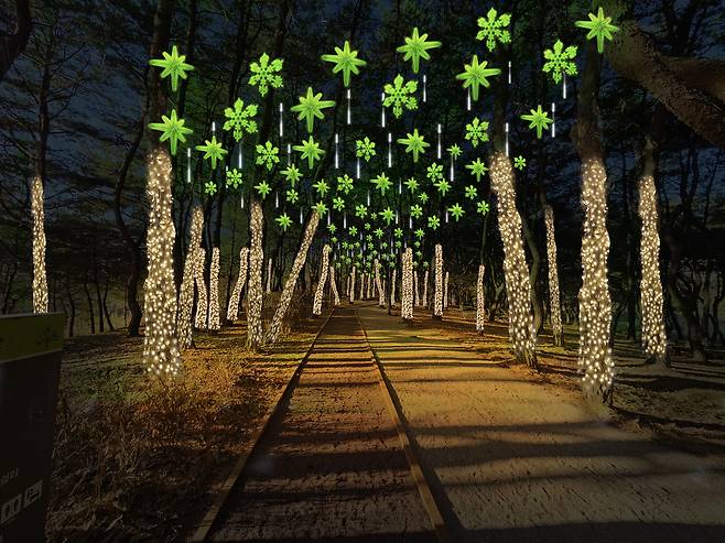 경북도가 천년숲 산책로 소나무숲 약 150m 구간에 조성한 야간 경관조명./경북도 제공