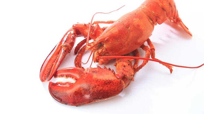 영국 정부가 바닷가재와 문어를 산 채로 삶는 행위를 법적으로 금지한다. 이들을 고통을 느끼는 ‘지각 있는 존재’로 규정하고 전기 충격 등 인도적 도축을 의무화하겠다는 취지다. 게티이미지