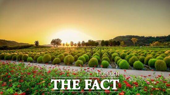 기존에는 유해식물종이 번식하던 민통선 인근 임진강 홍수터에 연천군이 조성한 '임진강 댑싸리정원'의 모습. /연천군