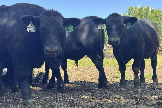 카메라를 바라보고 있는 미국 농장의 소들. AP연합뉴스