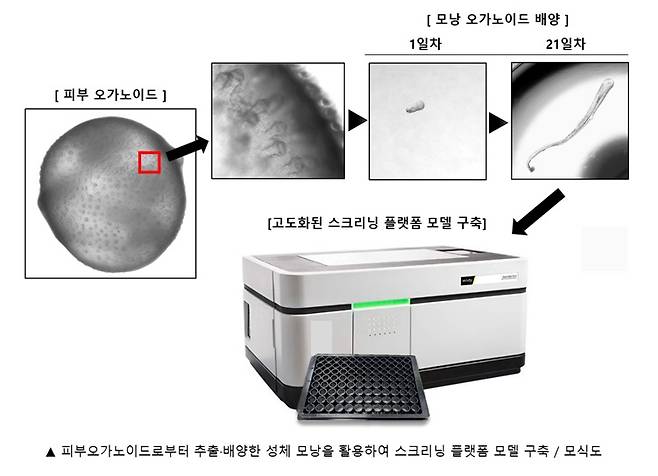 피부 오가노이드로부터 추출·배양한 성체 모낭을 활용해 구축한 플랫폼 모델 모식도/사진제공=강스템바이오텍