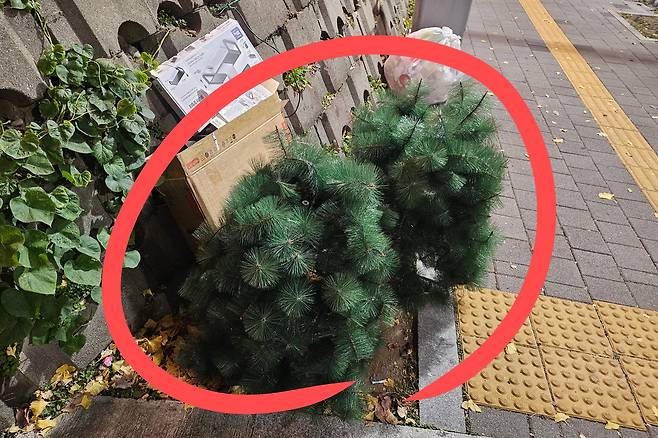 서울 용산구 한남동 한 거리에 버려진 크리스마스트리. 김광우 기자.