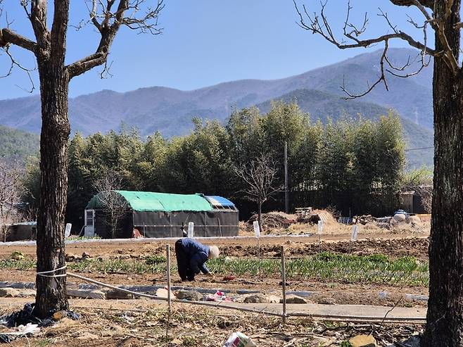 최고령 최금선(91)할머니가 밭일을 하고 있다.
