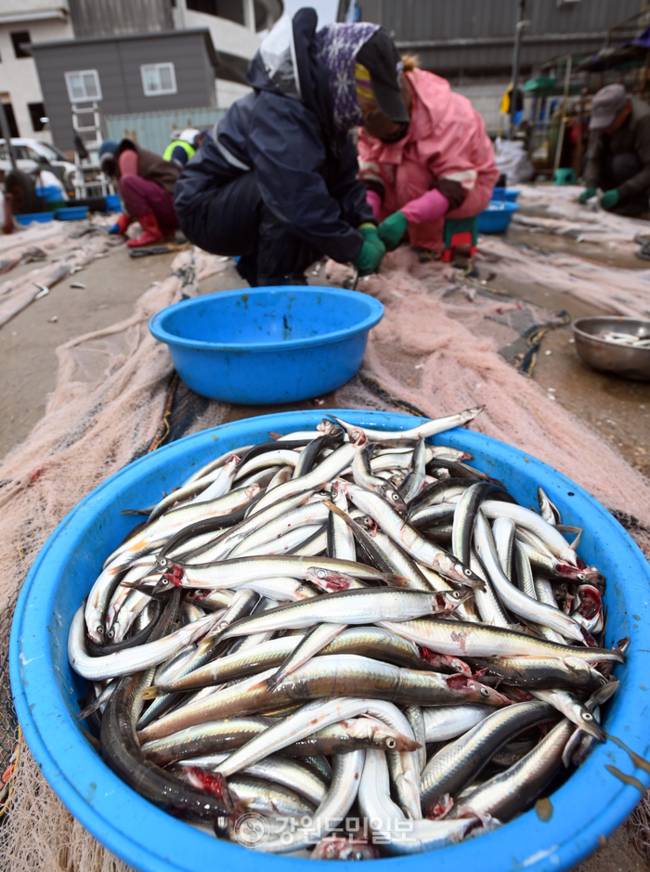 ▲ 강릉 주문진항에서 어민들이 조업한 양미리를 그물에서 떼어내는 작업을 하고 있다. 방도겸 기자