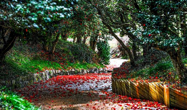 전남 광양 옥룡사지 동백나무숲. 광양시