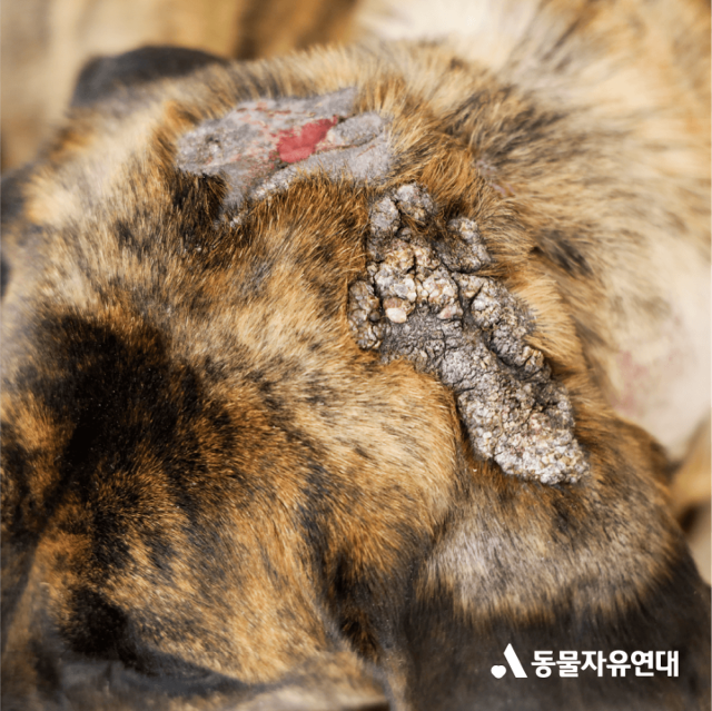 지난 2021년 경기 평택시에서 구조될 당시 덕분이의 머리에서 발견된 상처. 동물자유연대 제공