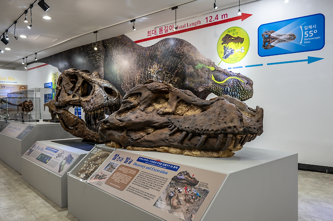 티라노사우루스 표본 ‘수(SUE, FMNH PR2081)’의 머리뼈 3D 출력 모형.[한국지질자원연구원 제공]