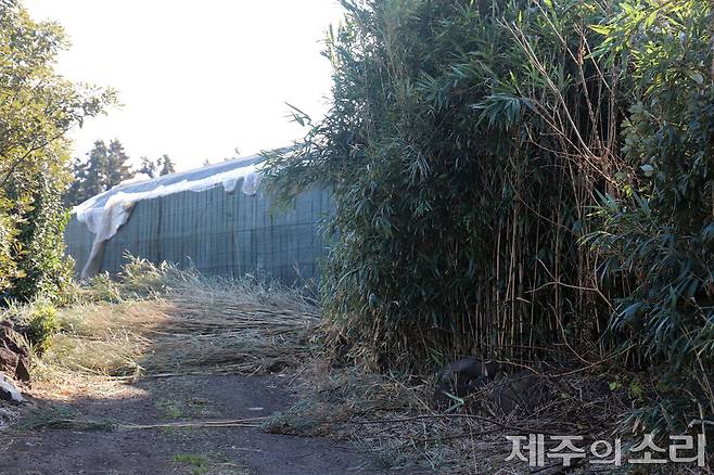 잃어버린 마을 새가름에 있는 대나무. 사람이 살았던 흔적으로 추정된다. ⓒ제주의소리