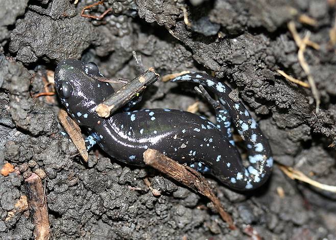 푸른점도롱뇽. 사진=IronChris/위키피디아