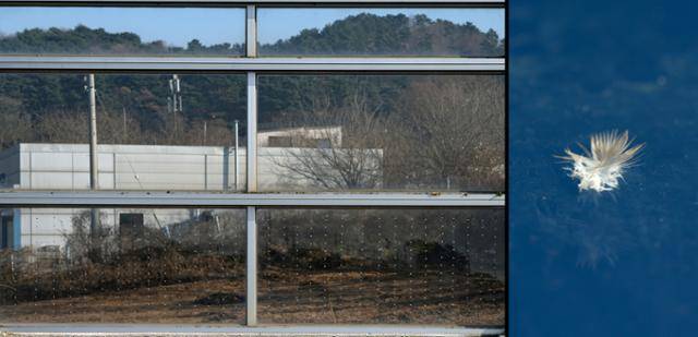 지난 24일 충남 서산시 부석면 칠전리 방음벽 모습. 부착된 스티커의 간격은 제각각이고, 정작 새들이 비행하는 중·상단부는 텅 비어있다. 현장에는 조류 충돌 흔적(오른쪽 사진)이 여럿 남아 있었다. 서산=하상윤 기자