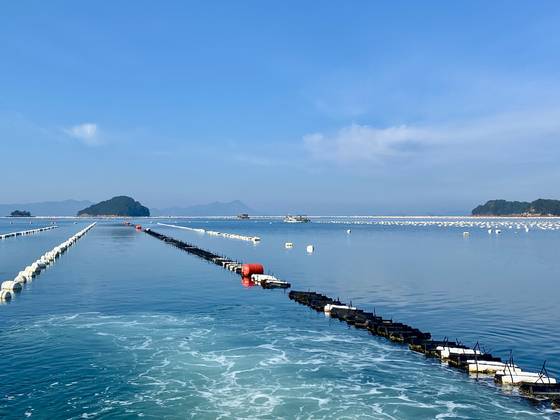 韓国の高級牡蠣の代名詞、開城牡蠣が育つ統営市北新湾。 [사진 박상현]
