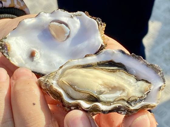 개체굴은 수율이 매우 높고 영양분이 풍부하다. [사진 박상현]