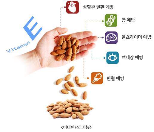 비타민E는 다양한 기능을 한다고 알려져 있다. 도안만 보면 만병통치약이라고 해도 과언이 아닌 듯 느껴지겠지만 과다복용은 금물이다. [삼성서울병원]