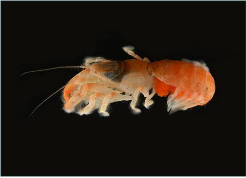 신종 쏙류. 사진 제공=국립생물자원관