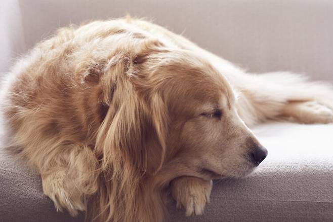반려동물의 무기력한 상태가 1주일 이상 지속되면 단순한 기분 문제로 보기 어렵다. 사진=클립아트코리아