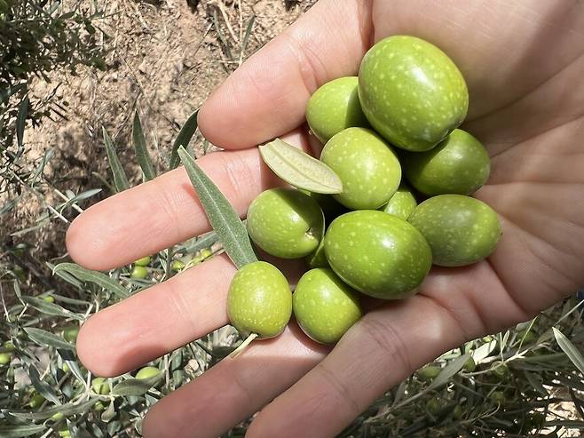 10월의 신선한 올리브. 백수진씨 제공