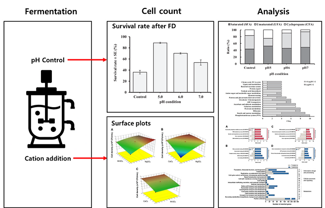 pH 조절 및 금속이온 배지 조건에 따른 생균 수 및 동결건조 안정성 평가 모식도.