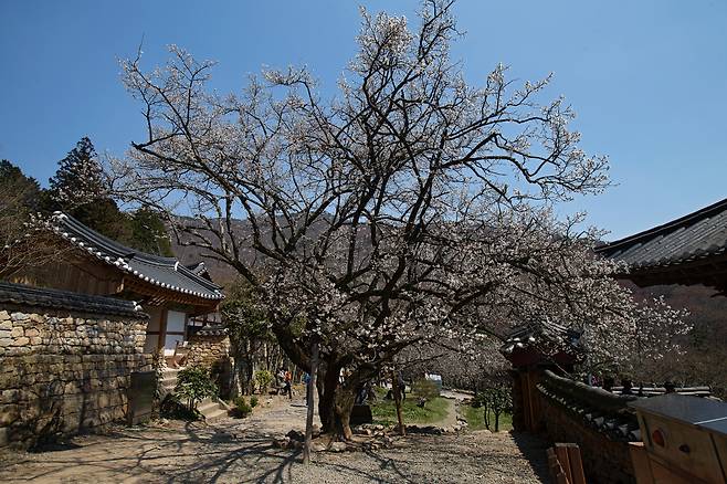 순천 선암사 매실나무(선암매)