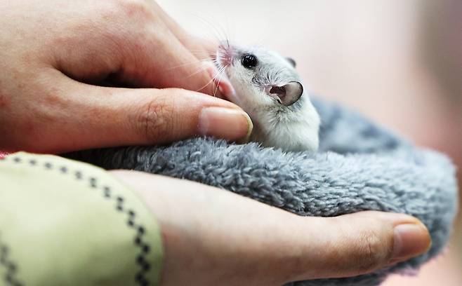 A person handles a hamster at the 2025 K-Reptile Fair at the aT Center in Seocho District, southern Seoul, on Feb. 2. [NEWS1]