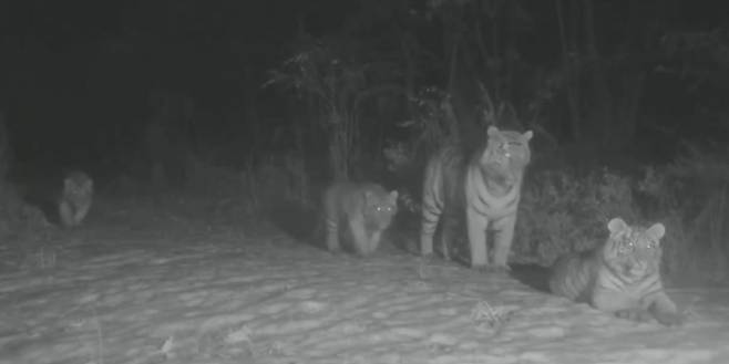 세계자연보호기금(WWF) 중국본부 홈페이지 캡처